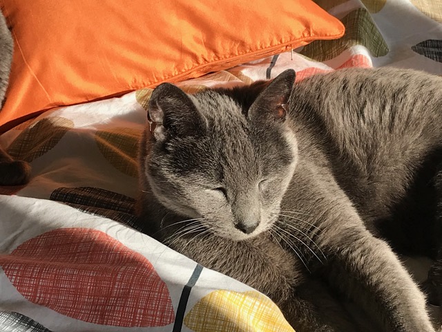 A Russian Blue cat dozing in the sunshine on a bed